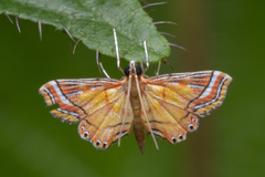 Ambia decoralis
