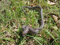 Pituophis melanoleucus lodingi