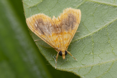 Mabra eryxalis