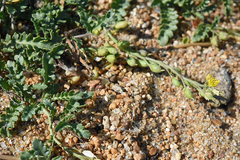 Rorippa subumbellata