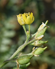 Rorippa subumbellata