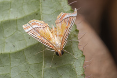 Ambia decoralis