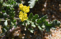 Rorippa subumbellata