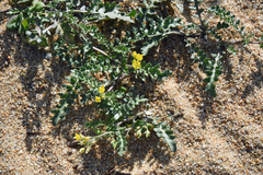 Rorippa subumbellata