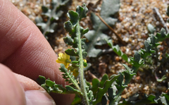 Rorippa subumbellata