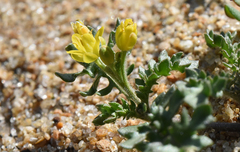 Rorippa subumbellata