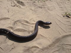 Pituophis melanoleucus lodingi