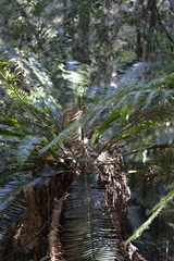 Lepidozamia peroffskyana