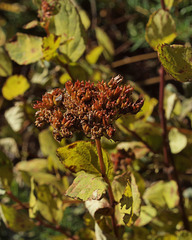 Spiraea splendens splendens