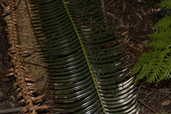 Lepidozamia peroffskyana