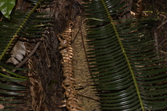Lepidozamia peroffskyana