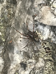 Lepthyphantes minutus