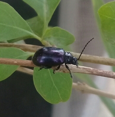 Alticina