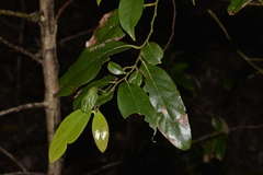 Cryptocarya glaucescens