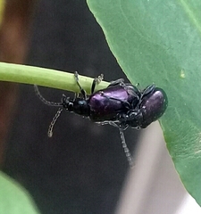 Alticina