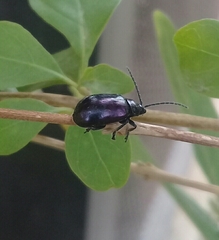 Alticina