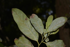 Cryptocarya glaucescens