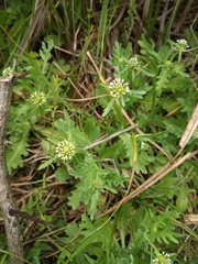 Acicarpha tribuloides