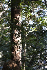 Cryptocarya glaucescens