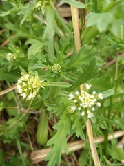 Acicarpha tribuloides
