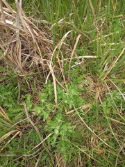 Acicarpha tribuloides