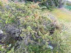 Berberis microphylla