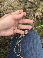 Crotalaria sagittalis