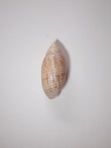 Pupa sulcata observed 2017-08-04