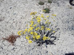 Berberis microphylla