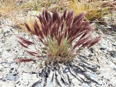 Berberis microphylla