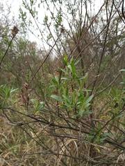Baccharis salicifolia