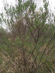 Baccharis salicifolia