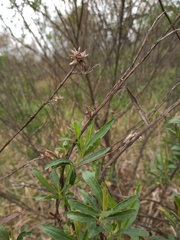 Baccharis salicifolia