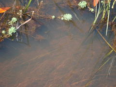 Pteronotropis welaka