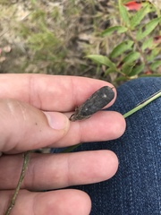 Crotalaria sagittalis