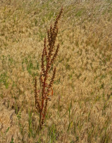 Rumex crispus iNat (3)