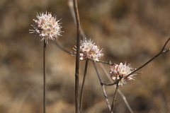 Allium tarkhankuticum