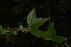 Passiflora herbertiana herbertiana