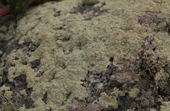 Protoparmeliopsis pinguis