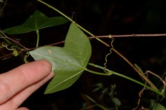Passiflora herbertiana herbertiana