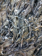 Macrocystis pyrifera