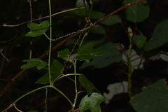 Passiflora herbertiana herbertiana
