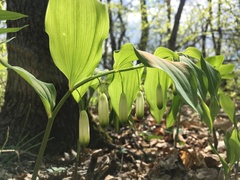 Polygonatum glaberrimum