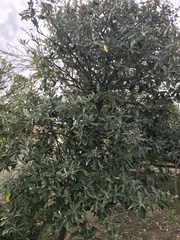 Brachylaena discolor