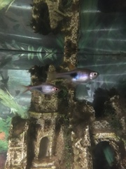 Trigonostigma heteromorpha