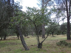 Quercus faginea
