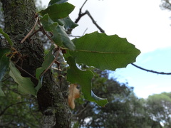 Quercus faginea