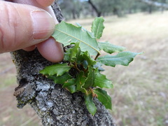 Quercus faginea
