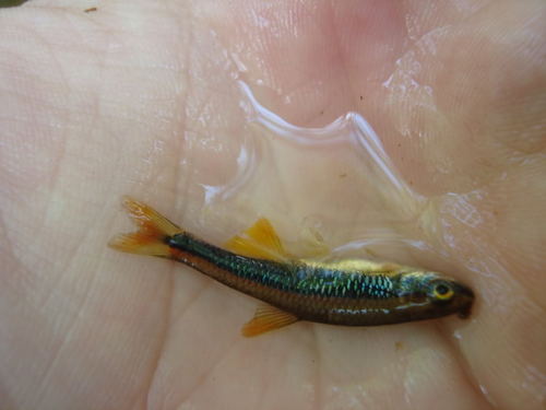 Flagfin shiner (Pteronotropis signipinnis) — Cyprinidae — 2