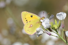 Colias fieldii